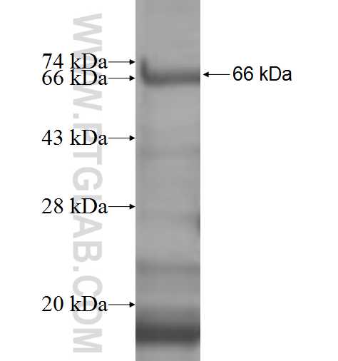 MCM6 fusion protein Ag4180 SDS-PAGE