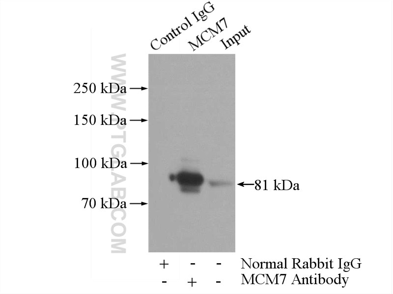 Immunoprecipitation (IP) experiment of NIH/3T3 cells using MCM7 Polyclonal antibody (11225-1-AP)