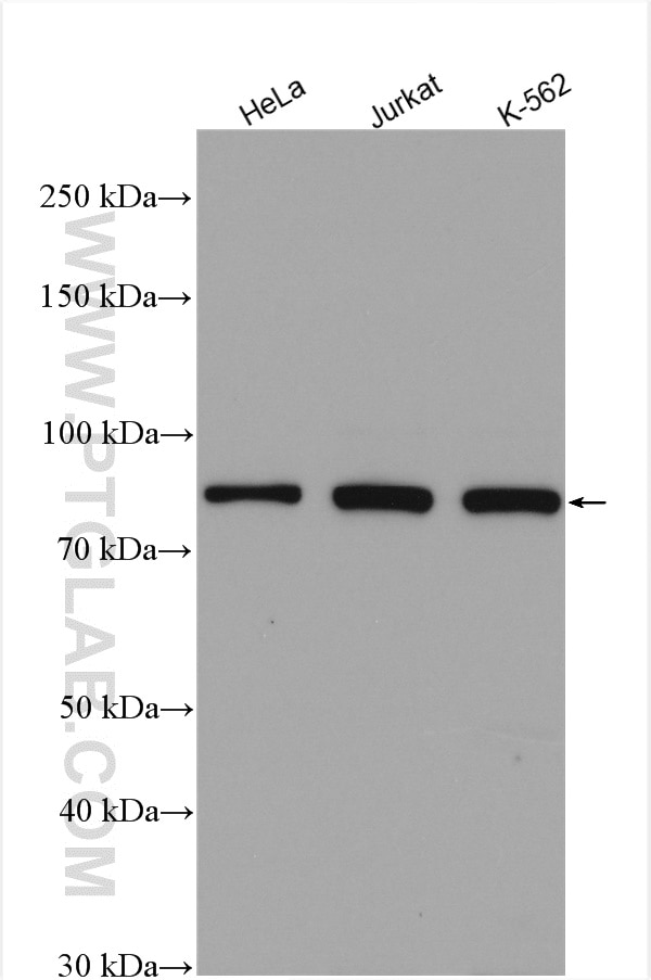 Western Blot (WB) analysis of various lysates using MCM7 Polyclonal antibody (11225-1-AP)