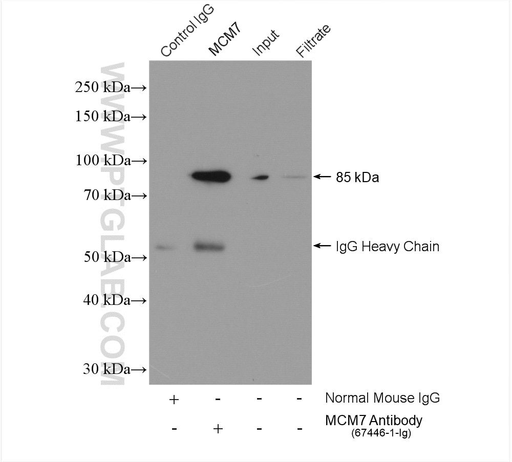 Immunoprecipitation (IP) experiment of HeLa cells using MCM7 Monoclonal antibody (67446-1-Ig)