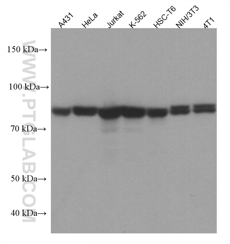 Western Blot (WB) analysis of various lysates using MCM7 Monoclonal antibody (67446-1-Ig)