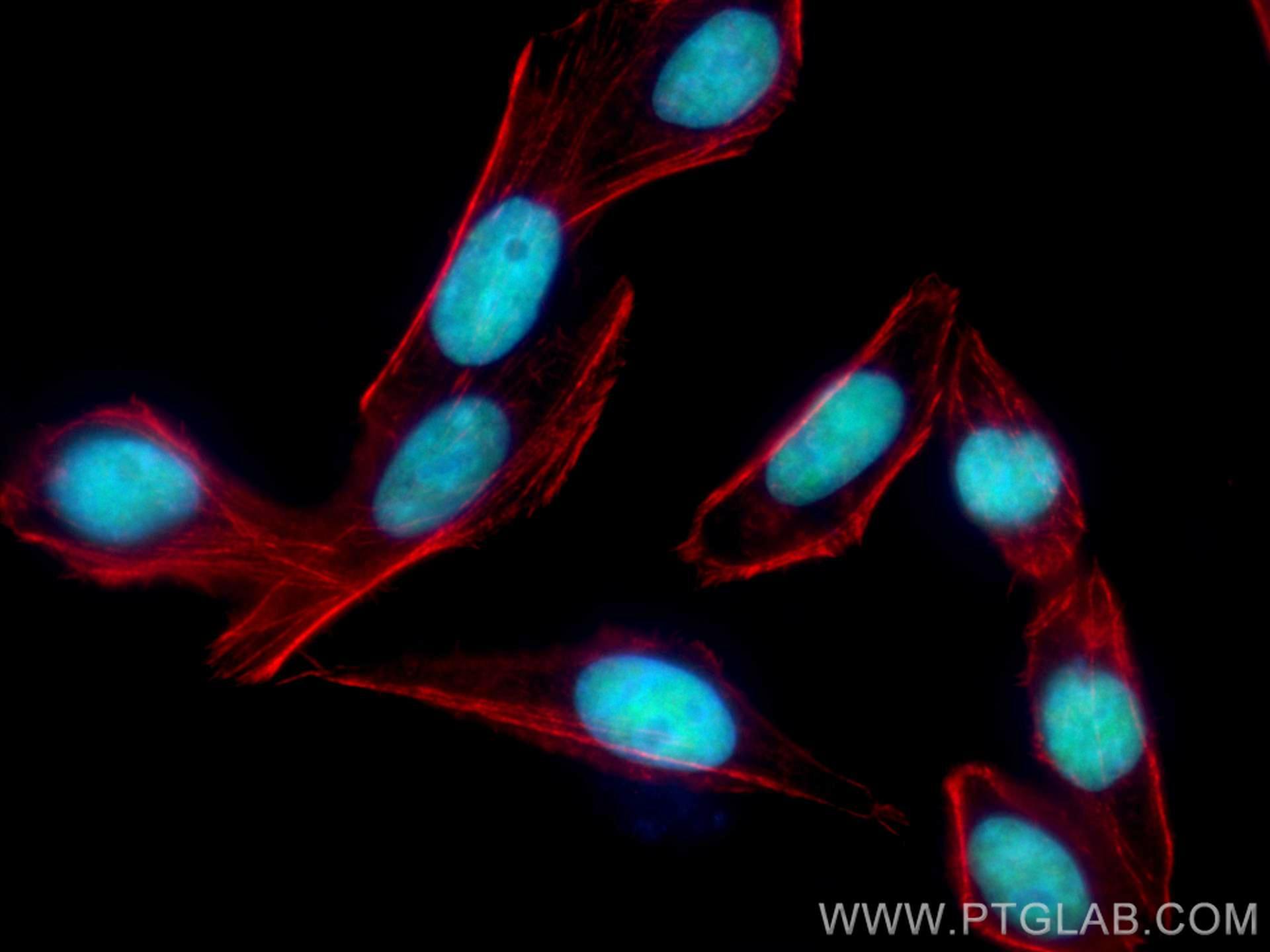 Immunofluorescence (IF) / fluorescent staining of HepG2 cells using CoraLite® Plus 488-conjugated MCM7 Monoclonal anti (CL488-67446)