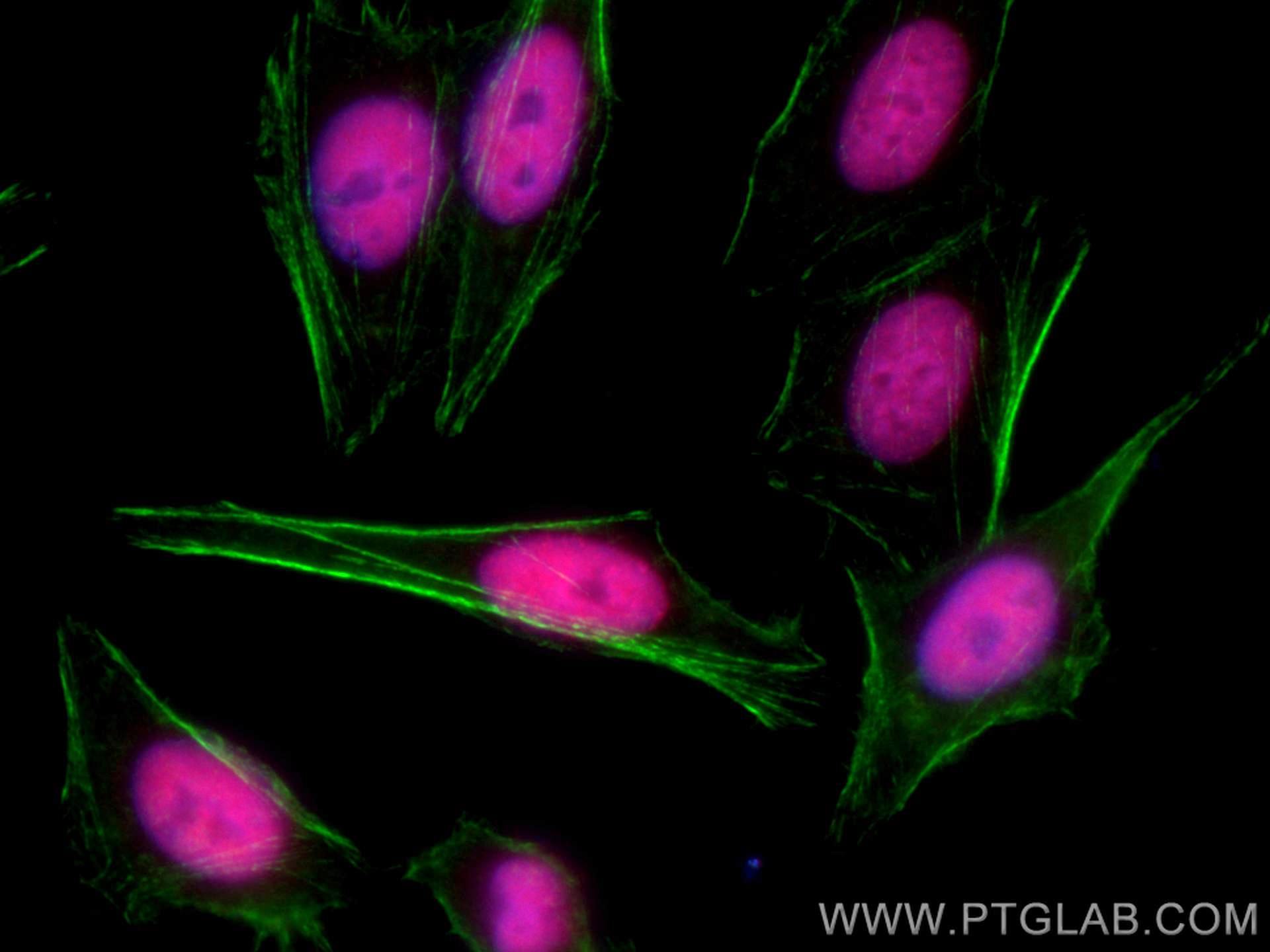 Immunofluorescence (IF) / fluorescent staining of HepG2 cells using CoraLite®594-conjugated MCM7 Monoclonal antibody (CL594-67446)