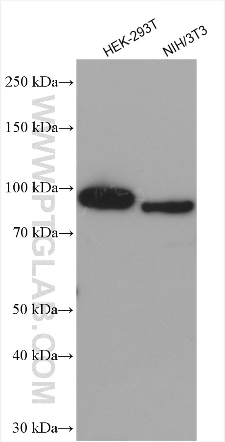 Western Blot (WB) analysis of various lysates using MCM8 Polyclonal antibody (16451-1-AP)