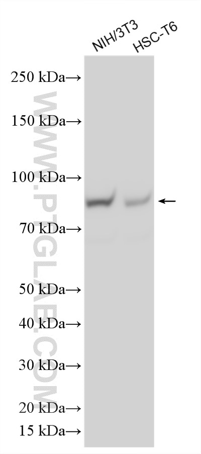 Western Blot (WB) analysis of various lysates using MCM8 Polyclonal antibody (16451-1-AP)