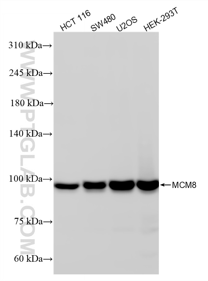 Western Blot (WB) analysis of various lysates using MCM8 Recombinant monoclonal antibody (87212-1-RR)