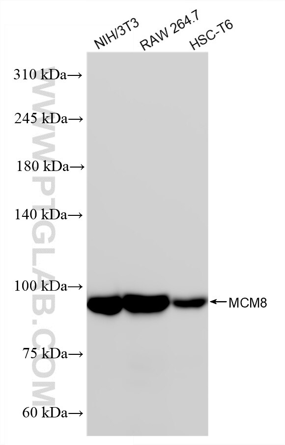 Western Blot (WB) analysis of various lysates using MCM8 Recombinant monoclonal antibody (87212-1-RR)