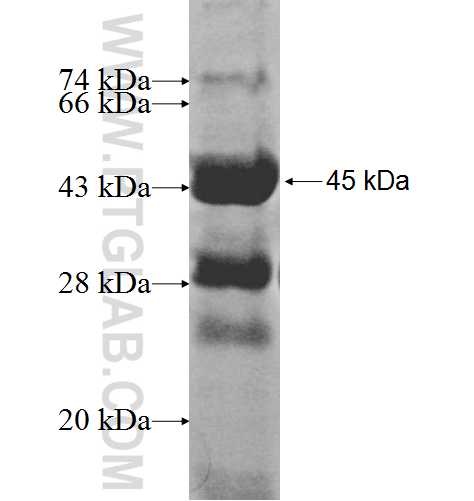MCM8 fusion protein Ag8430 SDS-PAGE