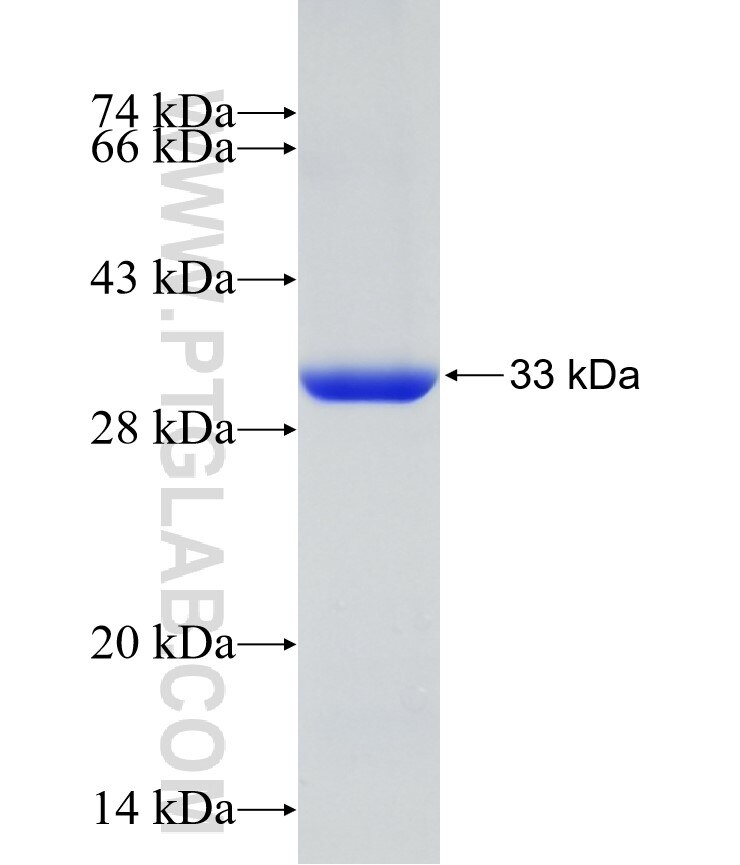 MCOLN1 fusion protein Ag7493 SDS-PAGE