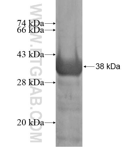 MCOLN2 fusion protein Ag12894 SDS-PAGE