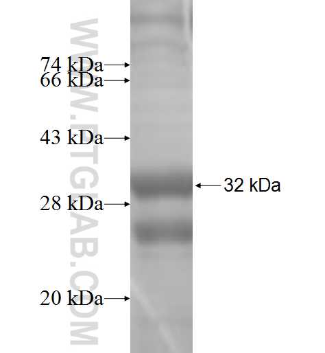 MCOLN3 fusion protein Ag5288 SDS-PAGE