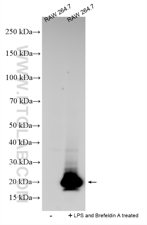 Western Blot (WB) analysis of various lysates using Multi-rAb® MCP-1/CCL2 Multi-Recombinant antibody (RMX00085)