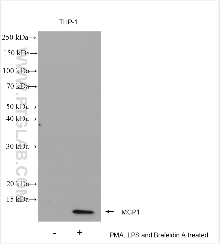 WB analysis of THP-1 using 29547-1-AP