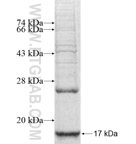 MCP1 fusion protein Ag10603 SDS-PAGE
