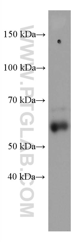 Western Blot (WB) analysis of ROS1728 cells using MCRS1 Monoclonal antibody (60215-1-Ig)