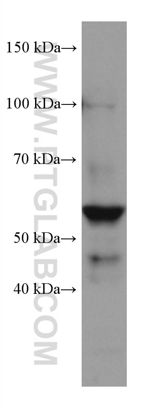 Western Blot (WB) analysis of U2OS cells using MCRS1 Monoclonal antibody (60215-1-Ig)