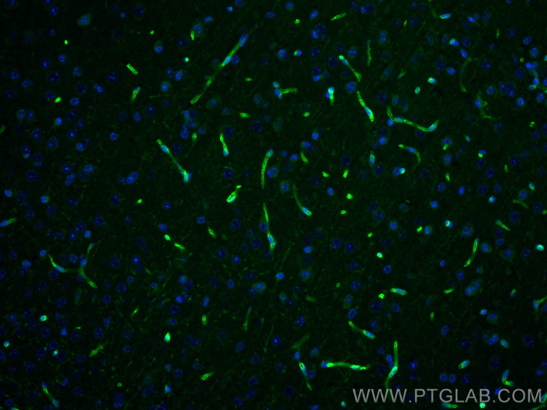 Immunofluorescence (IF) / fluorescent staining of mouse brain tissue using MCT1 Polyclonal antibody (20139-1-AP)