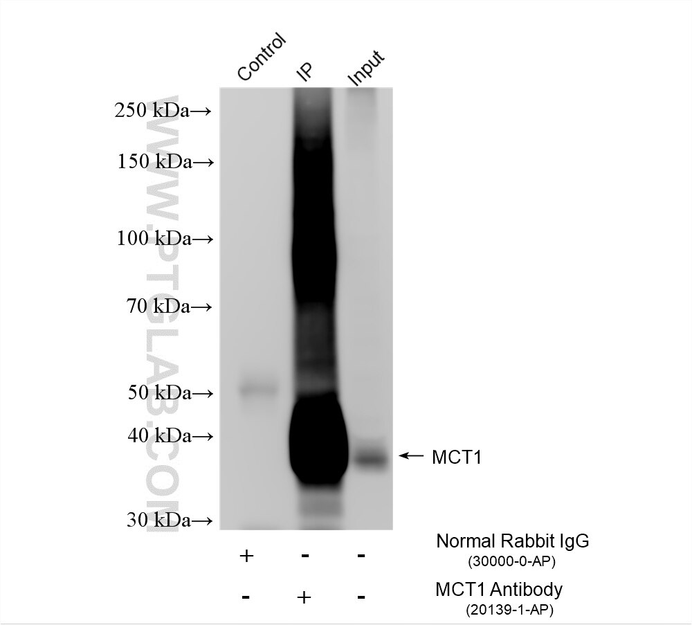 Immunoprecipitation (IP) experiment of HeLa cells using MCT1 Polyclonal antibody (20139-1-AP)