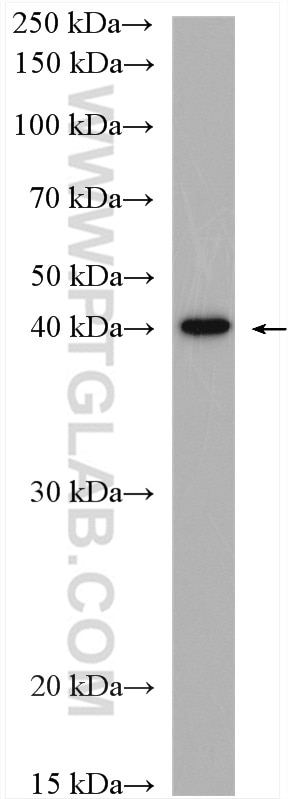 Western Blot (WB) analysis of mouse liver tissue using MCT1 Polyclonal antibody (20139-1-AP)