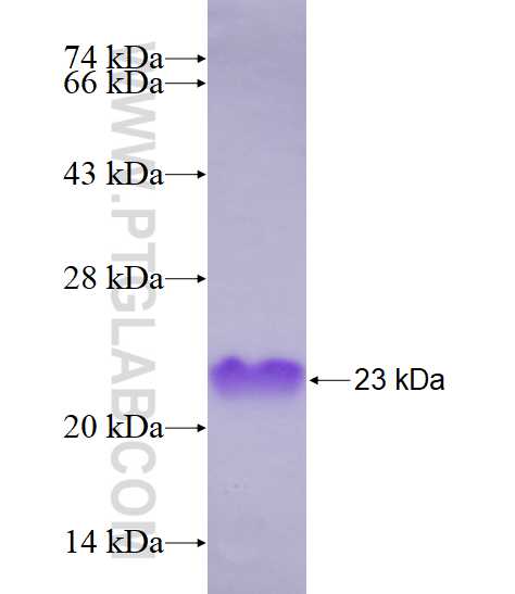 MCT1 fusion protein Ag14512 SDS-PAGE
