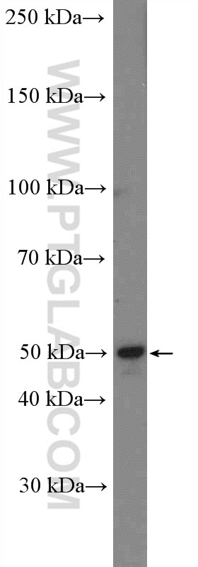 Western Blot (WB) analysis of SH-SY5Y cells using MCT14 Polyclonal antibody (26953-1-AP)