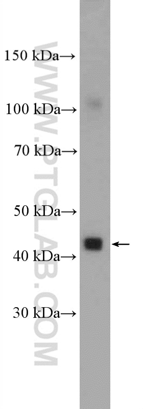 Western Blot (WB) analysis of Caco-2 cells using MCT14 Polyclonal antibody (26953-1-AP)