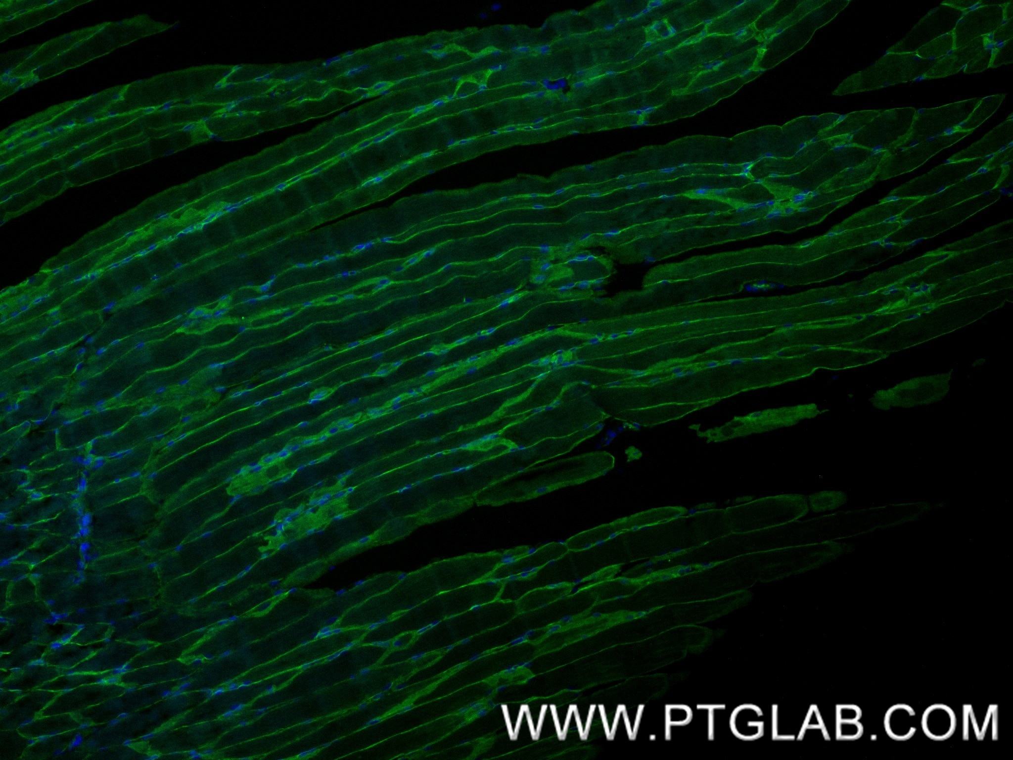 Immunofluorescent analysis of (4% PFA) fixed paraffin-embedded rat skeletal muscle tissue using MCT4 antibody (84797-4-RR, Clone: 242296E3 ) at dilution of 1:500 and CoraLite®488-Conjugated Goat Anti-Rabbit IgG(H+L) (SA00013-2). Heat mediated antigen retrieval with Tris-EDTA buffer (pH 9.0). Immunofluorescence (IF) / fluorescent staining of rat skeletal muscle tissue using MCT4 Recombinant monoclonal antibody (84797-4-RR)