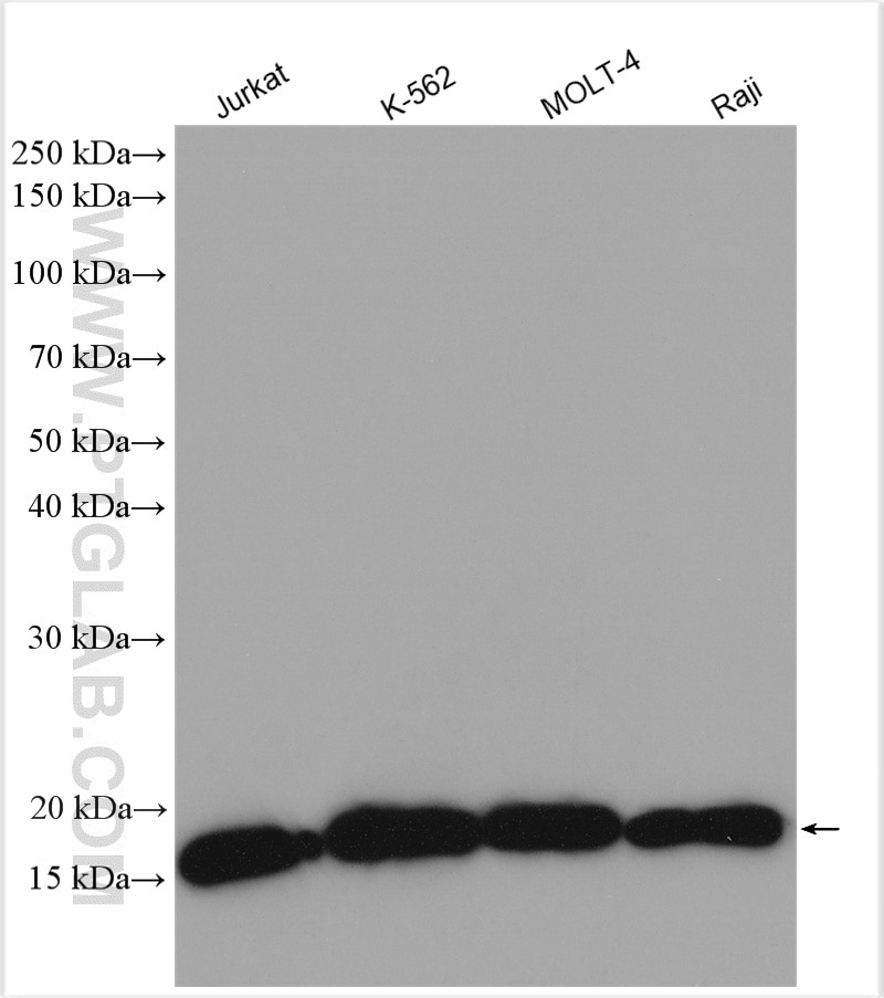 Western Blot (WB) analysis of various lysates using MCTS1 Polyclonal antibody (14984-1-AP)