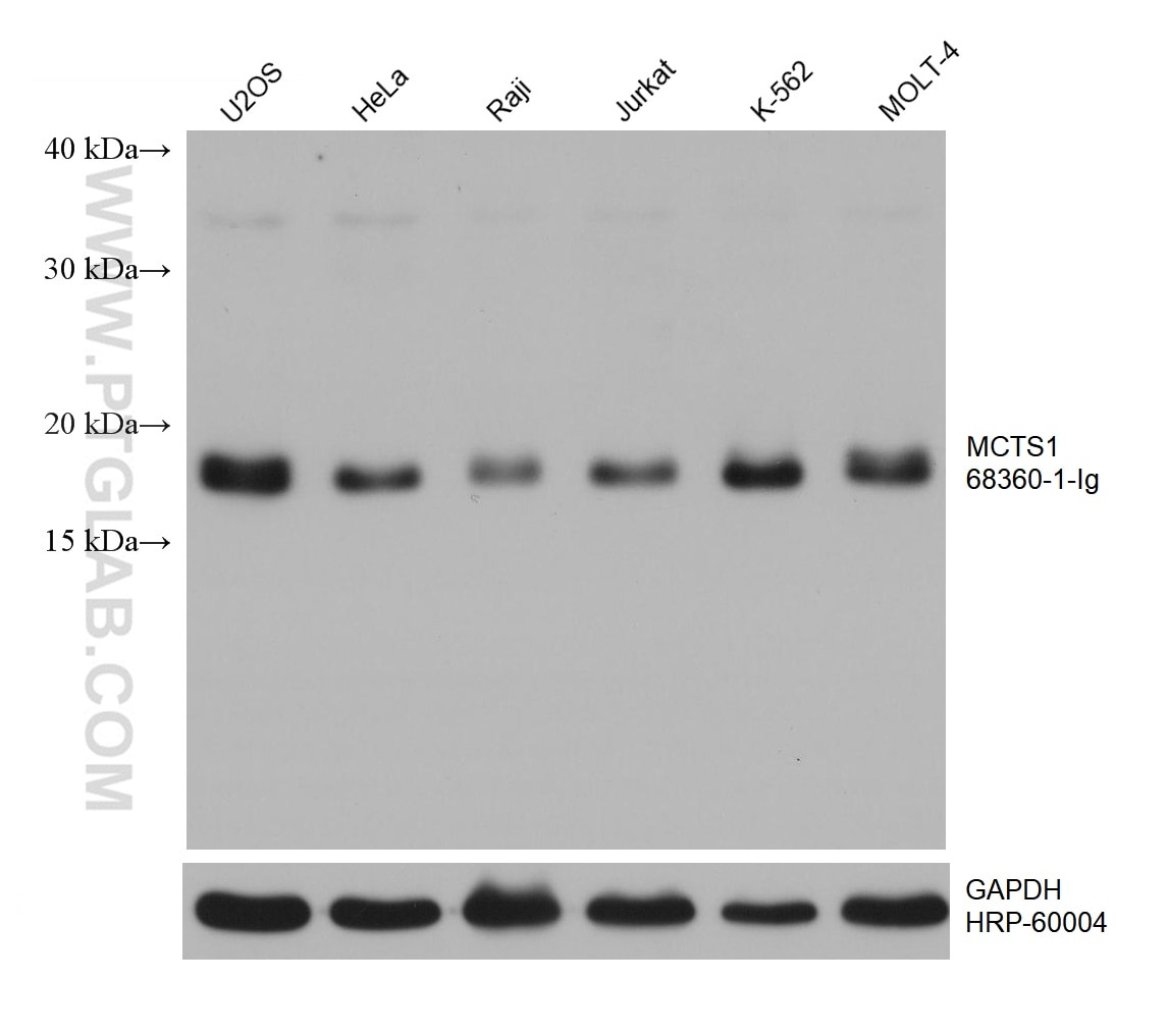 Western Blot (WB) analysis of various lysates using MCTS1 Monoclonal antibody (68360-1-Ig)
