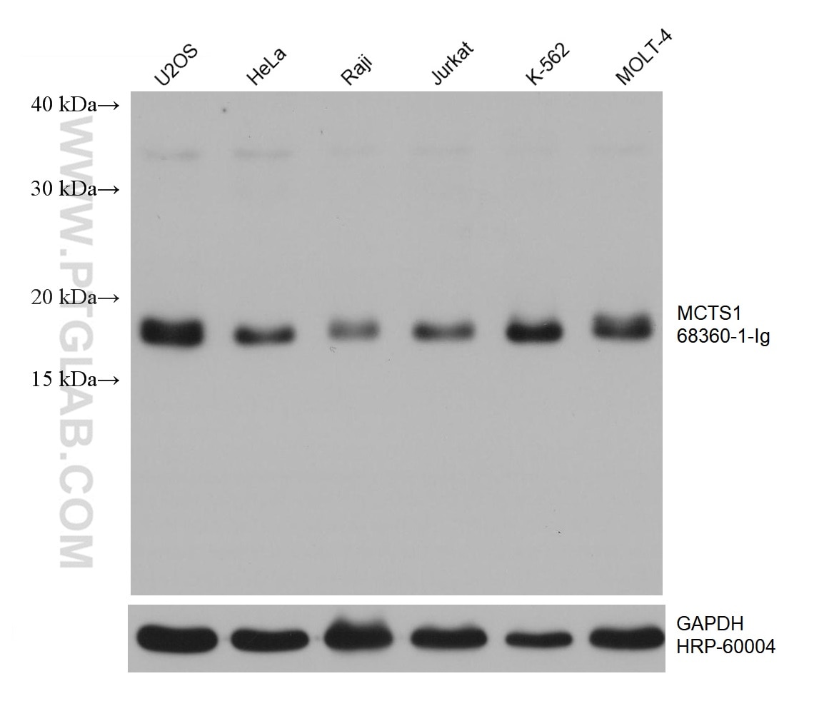 WB analysis using 68360-1-Ig