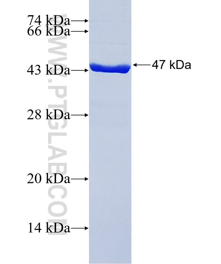 MCTS1 fusion protein Ag6968 SDS-PAGE