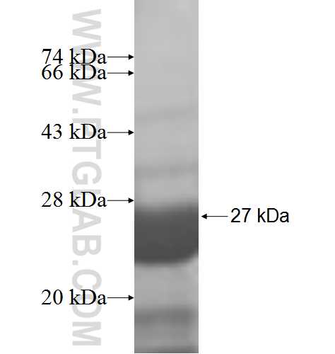 MCTS1 fusion protein Ag7057 SDS-PAGE