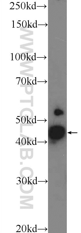 Western Blot (WB) analysis of mouse brain tissue using MCUR1 Polyclonal antibody (24948-1-AP)