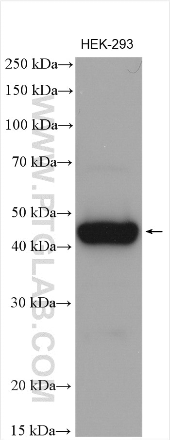 Western Blot (WB) analysis of HEK-293 cells using MCUR1 Polyclonal antibody (24948-1-AP)