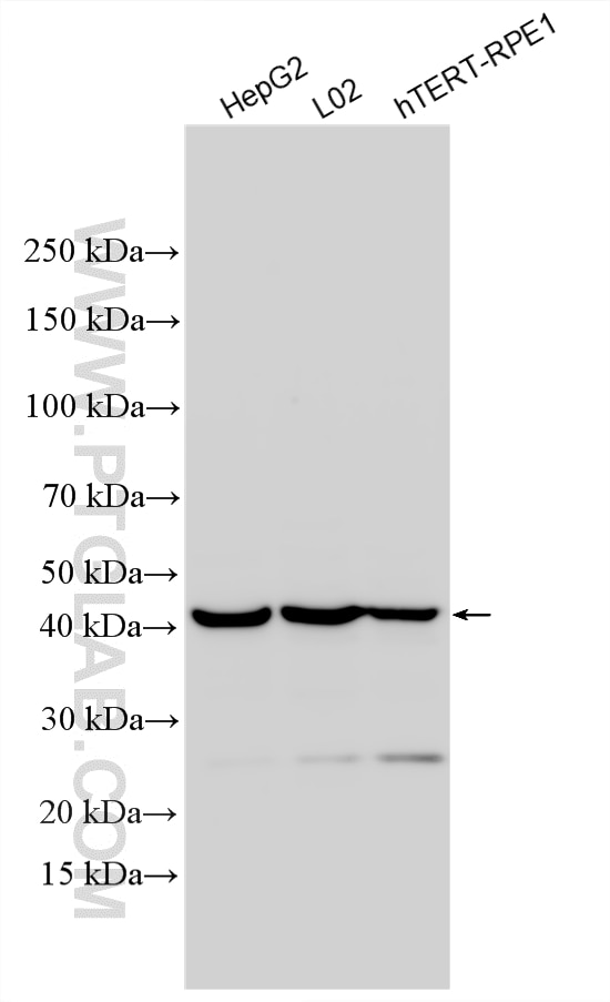 Western Blot (WB) analysis of various lysates using MCUR1 Polyclonal antibody (24948-1-AP)