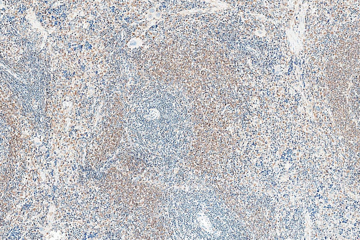 IHC staining of rat spleen using 34213-1-AP Immunohistochemistry (IHC) staining of rat spleen tissue using MD-1 Polyclonal antibody (34213-1-AP)