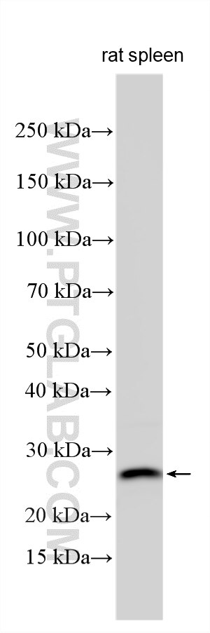 WB analysis using 34213-1-AP Western Blot (WB) analysis of various lysates using MD-1 Polyclonal antibody (34213-1-AP)