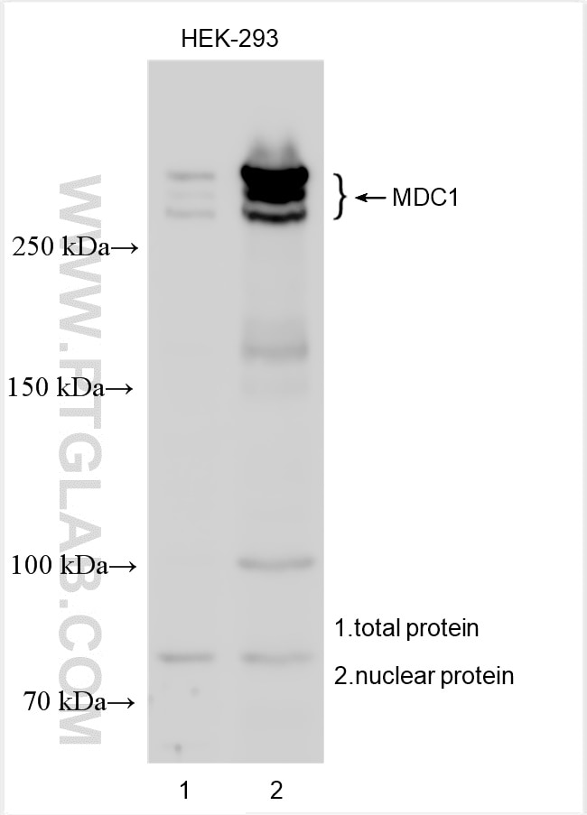 Western Blot (WB) analysis of various lysates using MDC1 Polyclonal antibody (22272-1-AP)