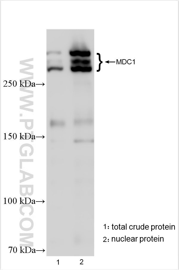 Western Blot (WB) analysis of various lysates using MDC1 Polyclonal antibody (24721-1-AP)