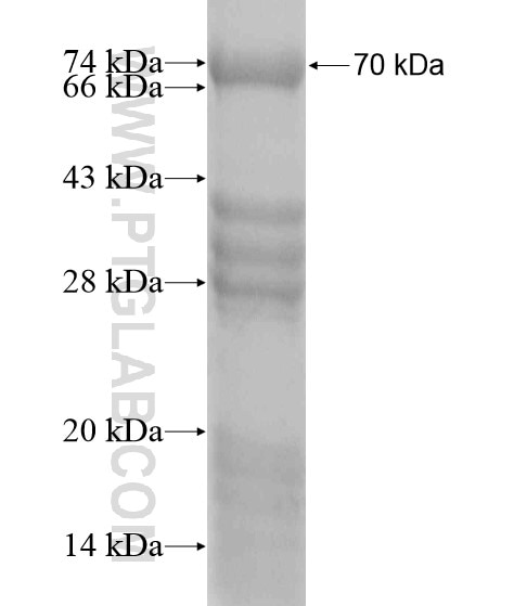 MDC1 fusion protein Ag20135 SDS-PAGE