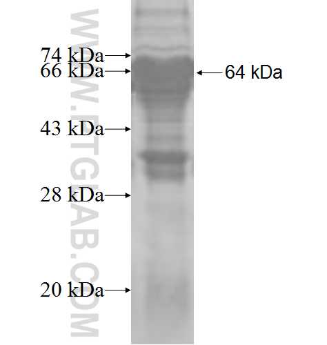 MDFI fusion protein Ag8337 SDS-PAGE