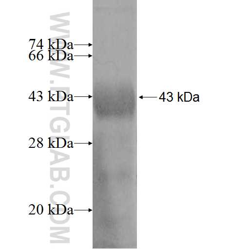 MDFI fusion protein Ag8360 SDS-PAGE