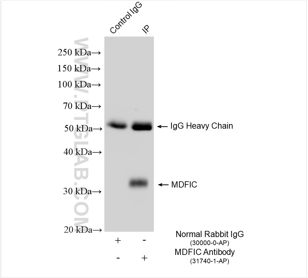 Immunoprecipitation (IP) experiment of Kasumi-1 cells using MDFIC Polyclonal antibody (31740-1-AP)