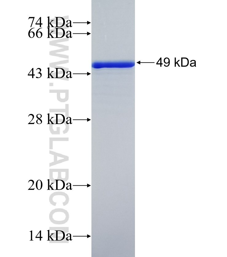 MDFIC fusion protein Ag35437 SDS-PAGE