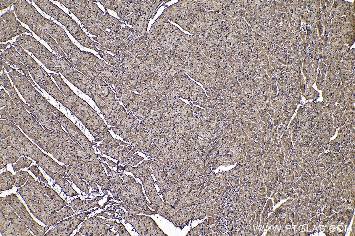 Immunohistochemistry (IHC) staining of rat heart tissue using MDH1 Polyclonal antibody (15904-1-AP)