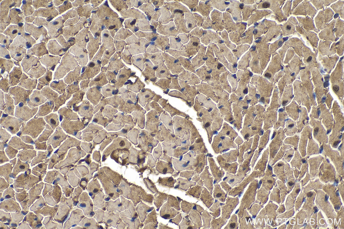 Immunohistochemistry (IHC) staining of rat heart tissue using MDH1 Polyclonal antibody (15904-1-AP)