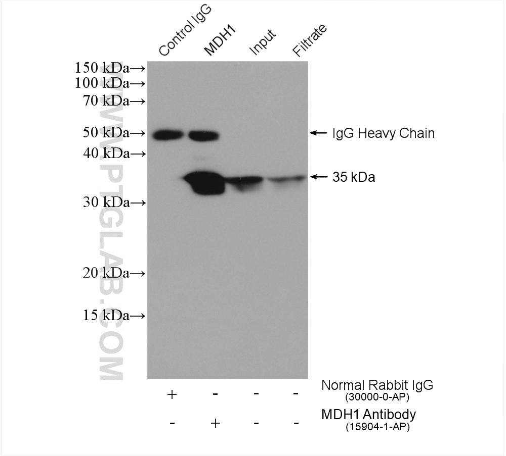 Immunoprecipitation (IP) experiment of HepG2 cells using MDH1 Polyclonal antibody (15904-1-AP)