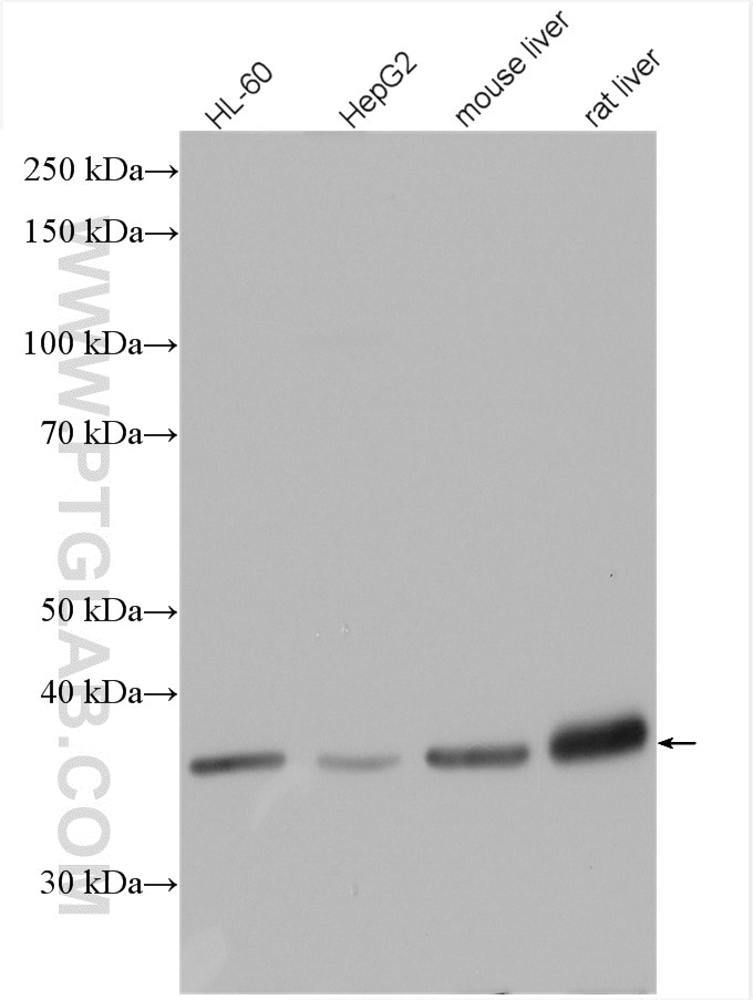 Western Blot (WB) analysis of HepG2 cells using MDH1 Polyclonal antibody (15904-1-AP)