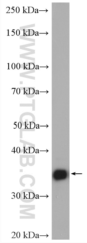 WB analysis of HL-60 using 15904-1-AP