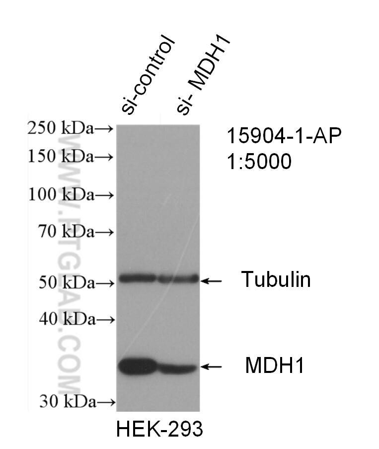 Western Blot (WB) analysis of HEK-293 cells using MDH1 Polyclonal antibody (15904-1-AP)